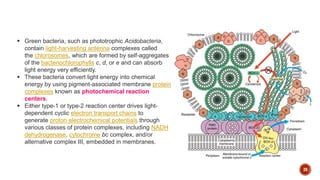 20
 Green bacteria, such as phototrophic Acidobacteria,
contain light-harvesting antenna complexes called
the chlorosomes, which are formed by self-aggregates
of the bacteriochlorophylls c, d, or e and can absorb
light energy very efficiently.
 These bacteria convert light energy into chemical
energy by using pigment-associated membrane protein
complexes known as photochemical reaction
centers.
 Either type-1 or type-2 reaction center drives light-
dependent cyclic electron transport chains to
generate proton electrochemical potentials through
various classes of protein complexes, including NADH
dehydrogenase, cytochrome bc complex, and/or
alternative complex III, embedded in membranes.
 
