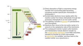 23
 Direct absorption of light or resonance energy
transfer from surrounding light-harvesting
complexes excites special-pair chlorophylls in
photosystem I.
 Excited-state electrons move rapidly within the
reaction center from these chlorophylls through two
accessory chlorophylls to an iron-sulfur center.
 The pathway includes a quinone in cyanobacteria
and chloroplasts.
 Electrons then move to the iron-sulfur center of a
subunit on the cytoplasmic side of the membrane.
 The subsequent events in green sulfur bacteria
and heliobacteria include electron transfer by
the soluble protein ferredoxin to an NAD reductase,
followed by transfer by a lipid intermediate
to cytochrome bc complex, and then back to the
reaction center via a cytochrome c.
 