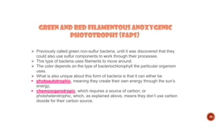 24
Green and red filamentous anoxygenic
phototrophs (FAPs)
 Previously called green non-sulfur bacteria, until it was discovered that they
could also use sulfur components to work through their processes.
 This type of bacteria uses filaments to move around.
 The color depends on the type of bacteriochlorophyll the particular organism
uses.
 What is also unique about this form of bacteria is that it can either be
 photoautotrophic, meaning they create their own energy through the sun’s
energy;
 chemoorganotropic, which requires a source of carbon; or
photoheterotrophic, which, as explained above, means they don’t use carbon
dioxide for their carbon source.
 