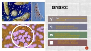 25
Planpurple sulphur bacteria photosynthesis
- Bing imagest
Photosynthesis in Bacteria
(photosynthesiseducation.com)
Purple Sulfur Bacteria
Photosynthesis:Why,When,How And
Detailed Facts (lambdageeks.com)
purple sulphur bacteria
photosynthesis - Bing ima
 