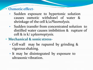 • Osmoticeffect-
• Sudden exposure to hypertonic solution
causes osmotic withdrawl of water &
shrinkage of the cell k/aPlasmolysis.
• Sudden transfer from concentrated solution to
distilled water causes imbibition & rupture of
cell & is k/ aplasmoptysis.
• Mechanical & sonicstress-
• Cell wall may be rupured by grinding &
vigorous shaking.
• It may be disintegrated by exposure to
ultrasonic vibration.
 