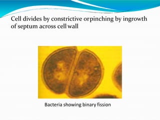 Bacteria showing binary fission
Cell divides by constrictive orpinching by ingrowth
of septum across cellwall
 