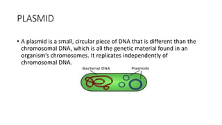 PLASMID
• A plasmid is a small, circular piece of DNA that is different than the
chromosomal DNA, which is all the genetic material found in an
organism’s chromosomes. It replicates independently of
chromosomal DNA.
 