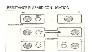 RESISTANCE PLASMID CONJUGATION
 