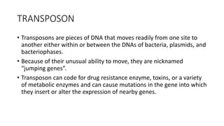 TRANSPOSON
• Transposons are pieces of DNA that moves readily from one site to
another either within or between the DNAs of bacteria, plasmids, and
bacteriophases.
• Because of their unusual ability to move, they are nicknamed
“jumping genes”.
• Transposon can code for drug resistance enzyme, toxins, or a variety
of metabolic enzymes and can cause mutations in the gene into which
they insert or alter the expression of nearby genes.
 