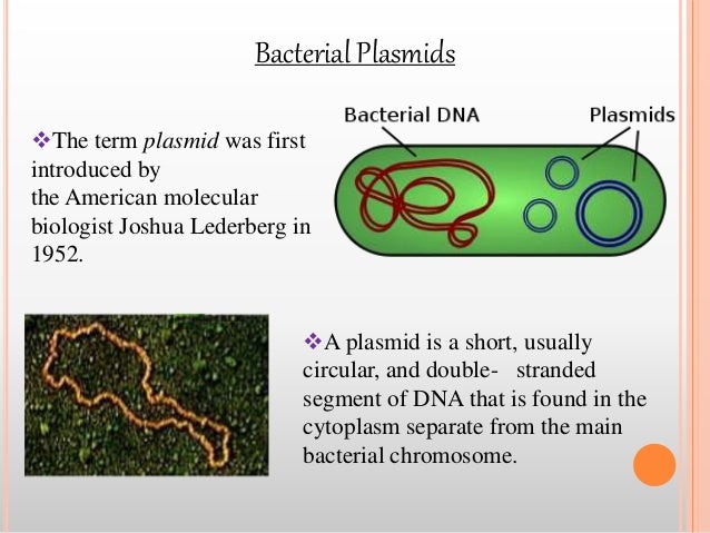 Bacterial plasmid