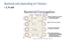 Lecture on Bacterial Plasmid by Dr. Avizit Sarker | PDF