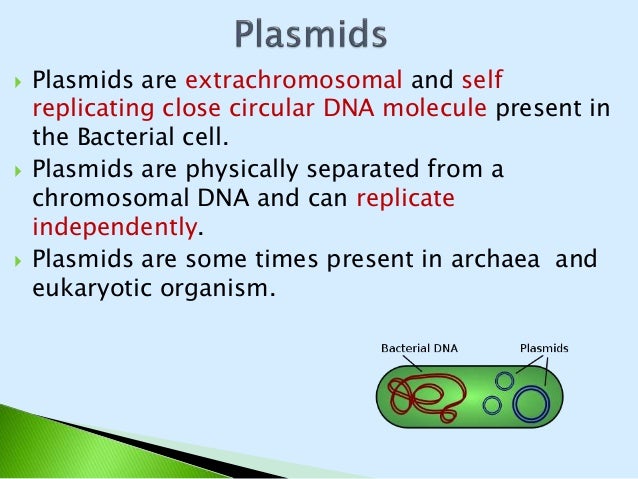 Bacterial plasmids