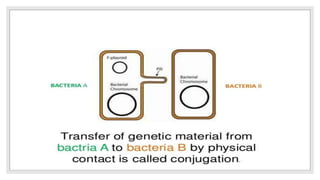 Bacterial recombination | PPTX