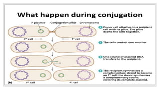 Bacterial recombination | PPTX