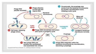 Bacterial recombination | PPTX