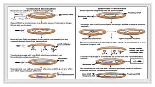 Bacterial recombination | PPTX