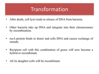 • After death, cell lysis leads to release of DNA from bacteria.
• Other bacteria take up DNA and integrate into their chromosomes
by recombination.
• recA protein binds to donor and cells DNA and causes exchange of
strands.
• Recipient cell with this combination of genes will now become a
hybrid or recombinant.
• All its daughter cells will be recombinant.
Transformation
 