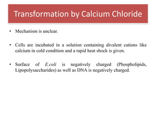 • Mechanism is unclear.
• Cells are incubated in a solution containing divalent cations like
calcium in cold condition and a rapid heat shock is given.
• Surface of E.coli is negatively charged (Phospholipids,
Lipopolysaccharides) as well as DNA is negatively charged.
Transformation by Calcium Chloride
 