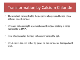 • The divalent cation shields the negative charges and hence DNA
adheres to cell surface.
• Divalent cations might also weaken cell surface making it more
permeable to DNA.
• Heat shock creates thermal imbalance within the cell.
• DNA enters the cell either by pores on the surface or damaged cell
wall.
Transformation by Calcium Chloride
 
