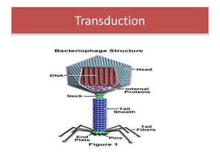 Transduction
 
