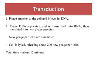 1. Phage attaches to the cell and injects its DNA.
2. Phage DNA replicates, and is transcribed into RNA, then
translated into new phage proteins.
3. New phage particles are assembled.
4. Cell is lysed, releasing about 200 new phage particles.
Total time = about 15 minutes.
Transduction
 
