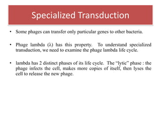 • Some phages can transfer only particular genes to other bacteria.
• Phage lambda (λ) has this property. To understand specialized
transduction, we need to examine the phage lambda life cycle.
• lambda has 2 distinct phases of its life cycle. The “lytic” phase : the
phage infects the cell, makes more copies of itself, then lyses the
cell to release the new phage.
Specialized Transduction
 