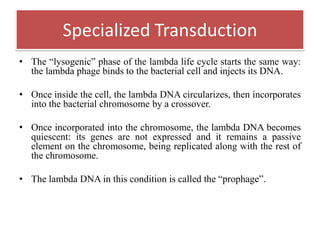 • The “lysogenic” phase of the lambda life cycle starts the same way:
the lambda phage binds to the bacterial cell and injects its DNA.
• Once inside the cell, the lambda DNA circularizes, then incorporates
into the bacterial chromosome by a crossover.
• Once incorporated into the chromosome, the lambda DNA becomes
quiescent: its genes are not expressed and it remains a passive
element on the chromosome, being replicated along with the rest of
the chromosome.
• The lambda DNA in this condition is called the “prophage”.
Specialized Transduction
 