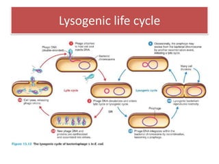 Lysogenic life cycle
 