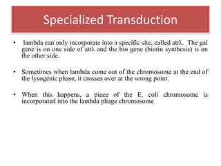 • lambda can only incorporate into a specific site, called attλ. The gal
gene is on one side of attλ and the bio gene (biotin synthesis) is on
the other side.
• Sometimes when lambda come out of the chromosome at the end of
the lysogenic phase, it crosses over at the wrong point.
• When this happens, a piece of the E. coli chromosome is
incorporated into the lambda phage chromosome
Specialized Transduction
 