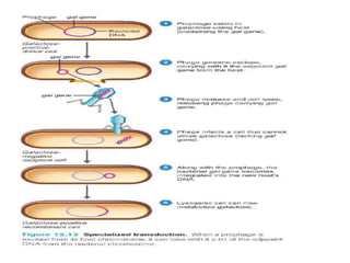 Bacterial recombination (1)