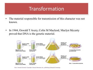 • The material responsible for transmission of this character was not
known.
• In 1944, Oswald T Avery, Colin M Macleod, Maclyn Mccarty
proved that DNA is the genetic material.
Transformation
Peter J. Russell, iGenetics: Copyright © Pearson Education, Inc., publishing as Benjamin Cummings.
 