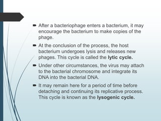  After a bacteriophage enters a bacterium, it may
encourage the bacterium to make copies of the
phage.
 At the conclusion of the process, the host
bacterium undergoes lysis and releases new
phages. This cycle is called the lytic cycle.
 Under other circumstances, the virus may attach
to the bacterial chromosome and integrate its
DNA into the bacterial DNA.
 It may remain here for a period of time before
detaching and continuing its replicative process.
This cycle is known as the lysogenic cycle.
 