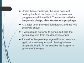  Under these conditions, the virus does not
destroy the host bacterium, but remains in a
lysogenic condition with it. The virus is called a
temperate phage, also known as a prophage.
 At a later time, the virus can detach, and the lytic
cycle will ensue.
 It will express not only its genes, but also the
genes acquired from the donor bacterium.
 As well as temperate phage will be active once
again at a low frequency & phasing between
temperate & lytic forms ensures the long-term
survival of the virus.
 