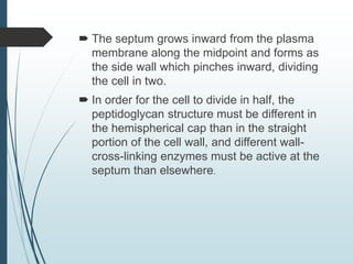  The septum grows inward from the plasma
membrane along the midpoint and forms as
the side wall which pinches inward, dividing
the cell in two.
 In order for the cell to divide in half, the
peptidoglycan structure must be different in
the hemispherical cap than in the straight
portion of the cell wall, and different wall-
cross-linking enzymes must be active at the
septum than elsewhere.
 