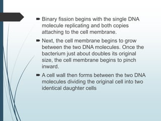  Binary fission begins with the single DNA
molecule replicating and both copies
attaching to the cell membrane.
 Next, the cell membrane begins to grow
between the two DNA molecules. Once the
bacterium just about doubles its original
size, the cell membrane begins to pinch
inward.
 A cell wall then forms between the two DNA
molecules dividing the original cell into two
identical daughter cells
 