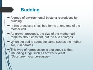 Budding
 A group of environmental bacteria reproduces by
budding.
 In this process a small bud forms at one end of the
mother cell
 As growth proceeds, the size of the mother cell
remains about constant, but the bud enlarges.
 When the bud is about the same size as the mother
cell, it separates.
 This type of reproduction is analogous to that
inbudding fungi, such as brewer’s yeast
(Saccharomyces cerevisiae).
 