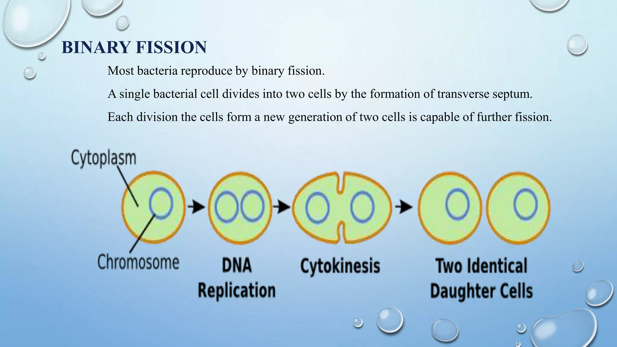 BINARY FISSION
Most bacteria reproduce by binary fission.
A single bacterial cell divides into two cells by the formation of transverse septum.
Each division the cells form a new generation of two cells is capable of further fission.
 