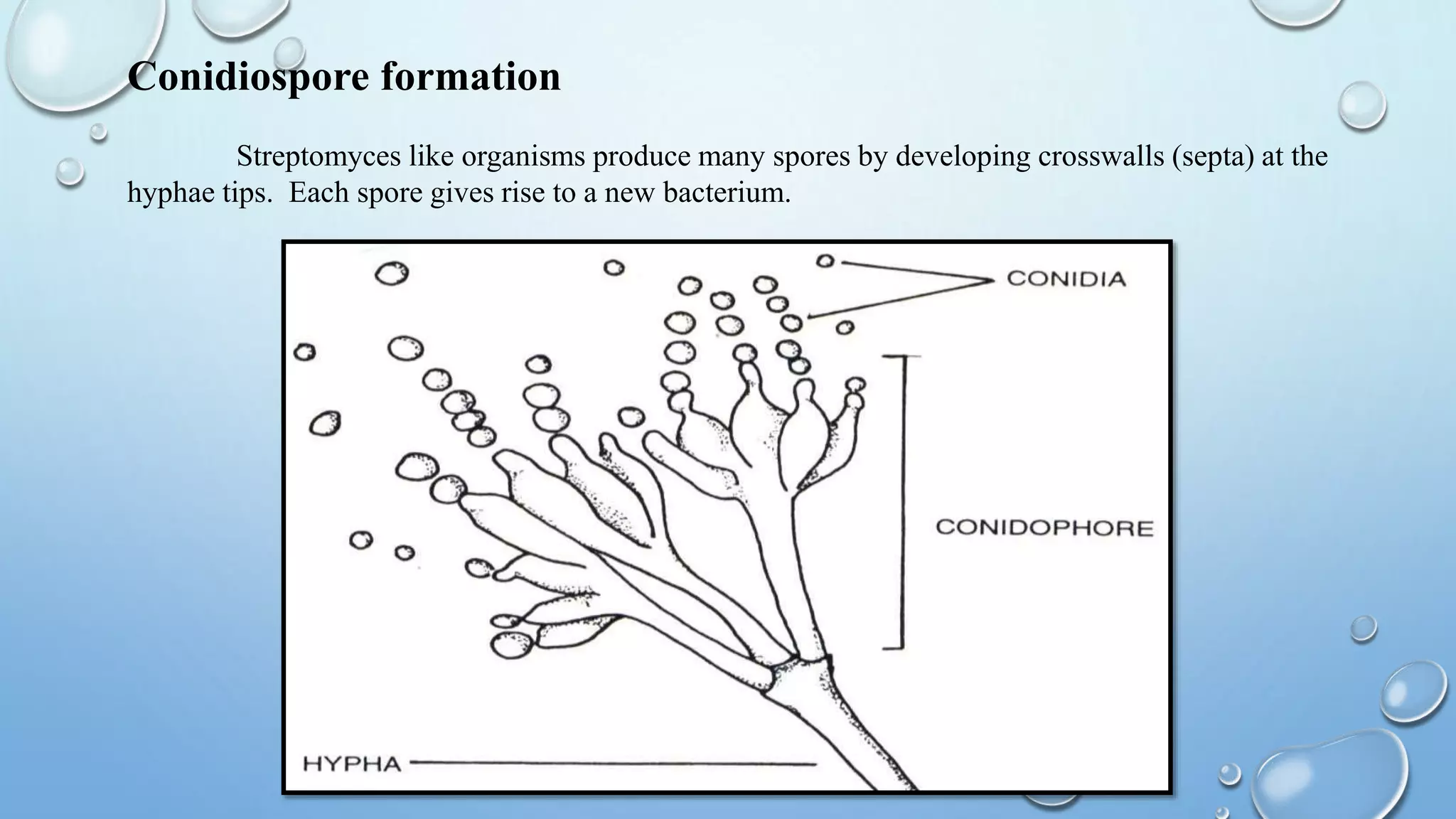 Conidiospore formation
Streptomyces like organisms produce many spores by developing crosswalls (septa) at the
hyphae tips. Each spore gives rise to a new bacterium.
 