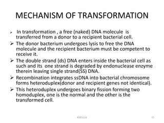 Bacterial reproduction | PPTX