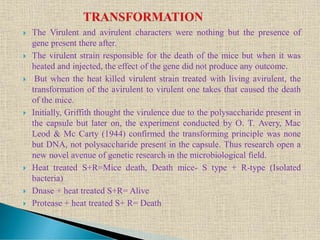  The Virulent and avirulent characters were nothing but the presence of
gene present there after.
 The virulent strain responsible for the death of the mice but when it was
heated and injected, the effect of the gene did not produce any outcome.
 But when the heat killed virulent strain treated with living avirulent, the
transformation of the avirulent to virulent one takes that caused the death
of the mice.
 Initially, Griffith thought the virulence due to the polysaccharide present in
the capsule but later on, the experiment conducted by O. T. Avery, Mac
Leod & Mc Carty (1944) confirmed the transforming principle was none
but DNA, not polysaccharide present in the capsule. Thus research open a
new novel avenue of genetic research in the microbiological field.
 Heat treated S+R=Mice death, Death mice- S type + R-type (Isolated
bacteria)
 Dnase + heat treated S+R= Alive
 Protease + heat treated S+ R= Death
 
