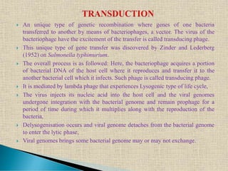  An unique type of genetic recombination where genes of one bacteria
transferred to another by means of bacteriophages, a vector. The virus of the
bacteriophage have the excitement of the transfer is called transducing phage.
 This unique type of gene transfer was discovered by Zinder and Lederberg
(1952) on Salmonella typhimurium.
 The overall process is as followed: Here, the bacteriophage acquires a portion
of bacterial DNA of the host cell where it reproduces and transfer it to the
another bacterial cell which it infects. Such phage is called transducing phage.
 It is mediated by lambda phage that experiences Lysogenic type of life cycle,
 The virus injects its nucleic acid into the host cell and the viral genomes
undergone integration with the bacterial genome and remain prophage for a
period of time during which it multiplies along with the reproduction of the
bacteria,
 Delysogenisation occurs and viral genome detaches from the bacterial genome
to enter the lytic phase,
 Viral genomes brings some bacterial genome may or may not exchange.
 