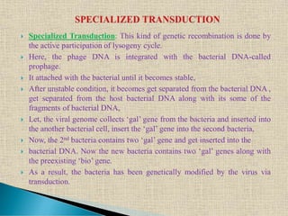  Specialized Transduction: This kind of genetic recombination is done by
the active participation of lysogeny cycle.
 Here, the phage DNA is integrated with the bacterial DNA-called
prophage.
 It attached with the bacterial until it becomes stable,
 After unstable condition, it becomes get separated from the bacterial DNA ,
get separated from the host bacterial DNA along with its some of the
fragments of bacterial DNA,
 Let, the viral genome collects ‘gal’ gene from the bacteria and inserted into
the another bacterial cell, insert the ‘gal’ gene into the second bacteria,
 Now, the 2nd bacteria contains two ‘gal’ gene and get inserted into the
 bacterial DNA. Now the new bacteria contains two ‘gal’ genes along with
the preexisting ‘bio’ gene.
 As a result, the bacteria has been genetically modified by the virus via
transduction.
 