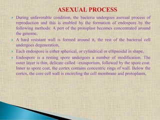  During unfavorable condition, the bacteria undergoes asexual process of
reproduction and this is enabled by the formation of endospore by the
following methods: A pert of the protoplast becomes concentrated around
the genome,
 A hard resistant wall is formed around it, the rest of the bacterial cell
undergoes degeneration,
 Each endospore is either spherical, or cylindrical or ellipsoidal in shape,
 Endospore is a resting spore undergoes a number of modification. The
outer layer is thin, delicate called –exosporium, followed by the spore coat.
Inner to spore coat, the cortex contains concentric rings of wall. Below the
cortex, the core cell wall is encircling the cell membrane and protoplasm,
 