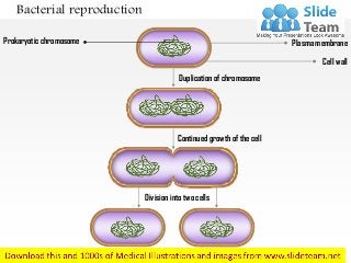 Bacterial reproduction
Plasma membrane
Cell wall
Duplication of chromosome
Continued growth of the cell
Division into two cells
Prokaryotic chromosome
 