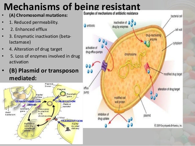 resistance antibiotic 2 mechanisms of resistance against and Bacterial prevention itâs antibiotics resistance antibiotic 2 mechanisms of resistance against and Bacterial prevention itâs antibiotics