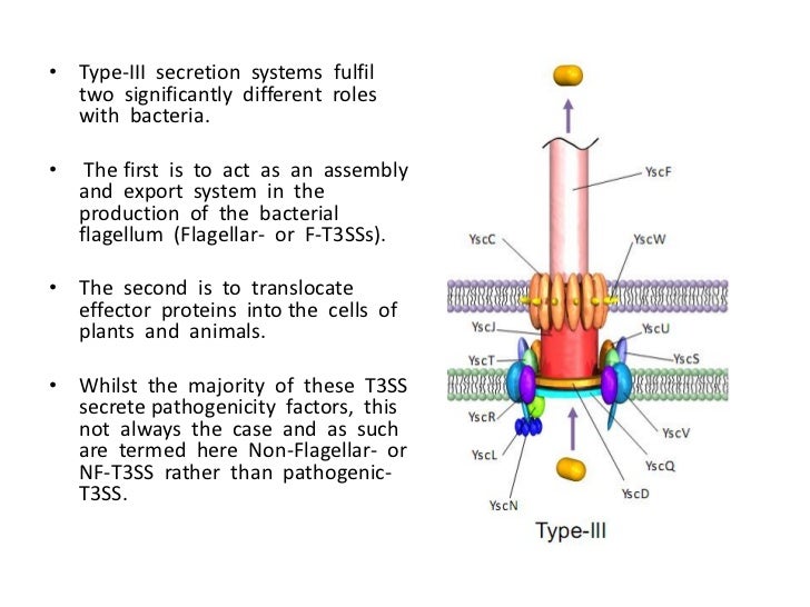 Bacterial Secretion
