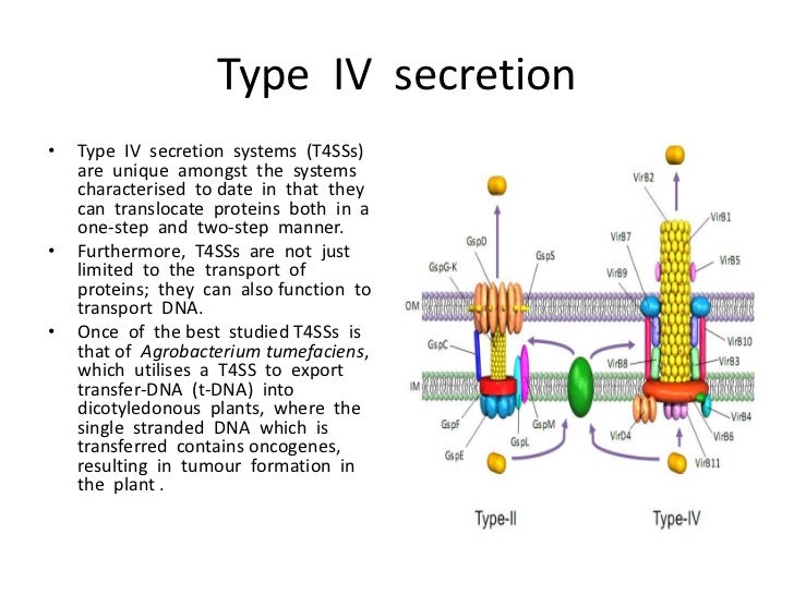 bacterial secretion