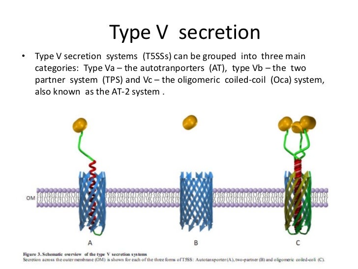 bacterial secretion