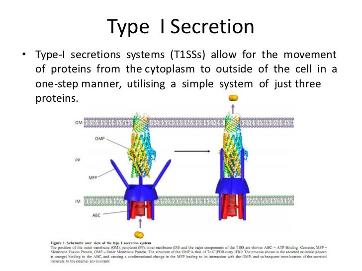 bacterial secretion