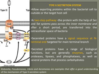 TYPE II SECTRETION SYSTEM
•Allow exporting proteins within the bacterial cell to
outside or the target host cell
•A two-step pathway -the protein with the help of Sec
and Tat systems pass across the inner membrane and
after a short period, are transferred into the
extracellular space of bacteria
•Secereted proteins have a signal sequence at N-
terminal end targeted for main terminal branch
•Secreted proteins have a range of biological
functions, but are generally enzymes, such as
proteases, lipases, and phosphatases, as well as
several proteins that process carbohydrates
Klebsiella, Pseudomonas, Vibrio and Aeromonas are examples that offer a good understanding
of the mechanism of Type II secretion system
 