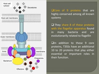 Core of 9 proteins that are
highly conserved among all known
systems
 They share 8 of these proteins
with the flagellar apparatus found
in many bacteria and are
evolutionarily related to flagellin
In addition to these 9 core
proteins, T3SSs have an additional
10 to 20 proteins that play either
essential or important roles in
their function.
 