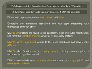 VirB/D system of Agrobacterium tumeficans as a model of Type IV Secretion
A. tumeficans uses its T4SS to transport oncogenic T-DNA into plant cells
Contains 12 proteins, named VirB1-VirB11 and VirD4
Proteins are membrane associated and multi-copy, interacting with
themselves and each other
VirB6-10 proteins are found in the periplasm, inner and outer membranes,
and form the secretion channel as well as its accessory proteins
VirB4, VirB11, and VirD4 localize to the inner membrane and serve as the
ATPases
VirD4 also functions as a coupling protein, binding proteins prior to
secretion through the channel
T4SSs also include an extracellular pilus, composed of a major (VirB2) and
minor (VirB5) subunit
 