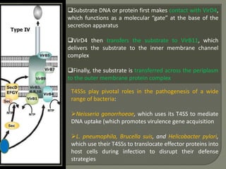 Substrate DNA or protein first makes contact with VirD4,
which functions as a molecular “gate” at the base of the
secretion apparatus
VirD4 then transfers the substrate to VirB11, which
delivers the substrate to the inner membrane channel
complex
Finally, the substrate is transferred across the periplasm
to the outer membrane protein complex
T4SSs play pivotal roles in the pathogenesis of a wide
range of bacteria:
Neisseria gonorrhoeae, which uses its T4SS to mediate
DNA uptake (which promotes virulence gene acquisition
L. pneumophila, Brucella suis, and Helicobacter pylori,
which use their T4SSs to translocate effector proteins into
host cells during infection to disrupt their defense
strategies
 
