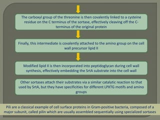 Pili are a classical example of cell surface proteins in Gram-positive bacteria, composed of a
major subunit, called pilin which are usually assembled sequentially using specialized sortases
Finally, this intermediate is covalently attached to the amino group on the cell
wall precursor lipid II
Modified lipid II is then incorporated into peptidoglycan during cell wall
synthesis, effectively embedding the SrtA substrate into the cell wall
Other sortases attach their substrates via a similar catalytic reaction to that
used by SrtA, but they have specificities for different LPXTG motifs and amino
groups
The carboxyl group of the threonine is then covalently linked to a cysteine
residue on the C terminus of the sortase, effectively cleaving off the C-
terminus of the original protein
 
